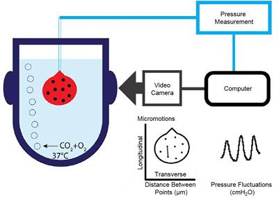 Modulation of Bladder Wall Micromotions Alters Intravesical Pressure Activity in the Isolated Bladder